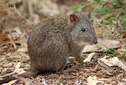 The Most Awesome Animals To Spot In The Blue Mountains