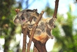 The Most Awesome Animals To Spot In The Blue Mountains - 2