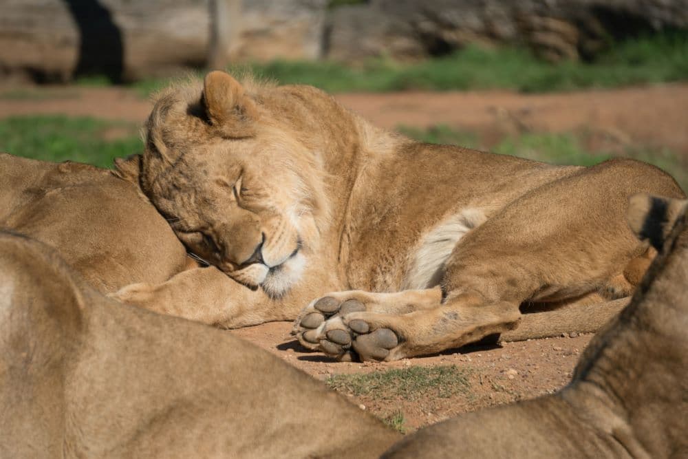 The Ultimate Nature Lover’s Guide To Melbourne Days Out - 2