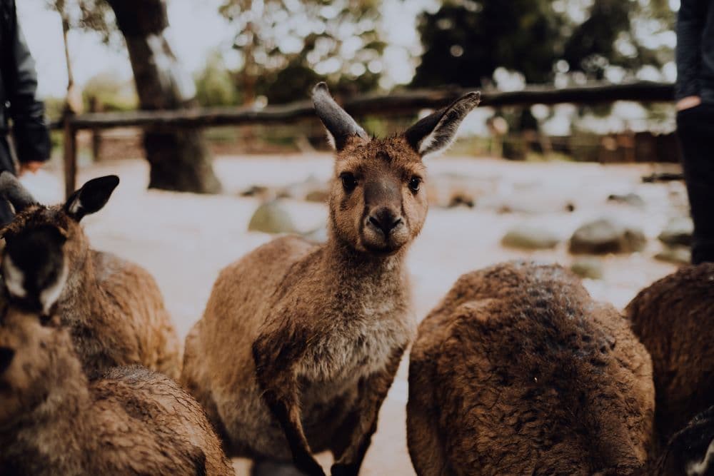 Best Days Out for Church Groups in Melbourne: Faith, Fun, and Fellowship
