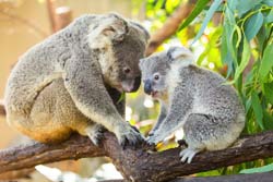 Koalas in Brisbane
